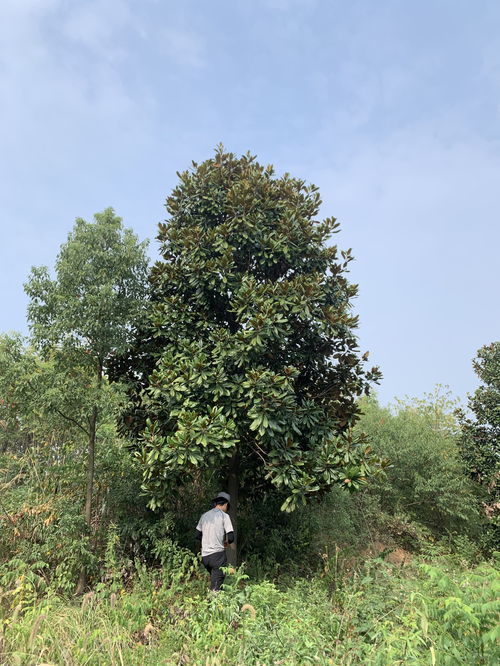 广玉兰14公分多少钱一棵