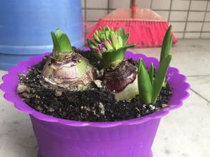 家里养的花自己长虫子了,怎么办