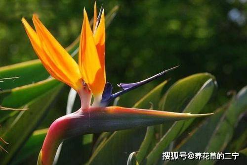 客厅养几盆吉祥花,好养又高雅,人人看了夸你眼光高
