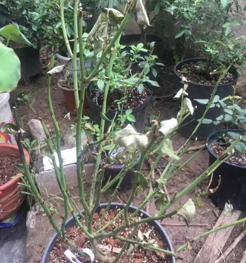 新买的花黄叶枯萎,想要新芽猛长开花多 做好这3点关键即可