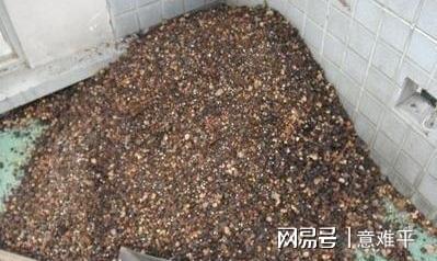 兰花配土有讲究,上三层,下三层 透气又透水,一盆就能顶十盆 土质 羊粪 腐叶土 植株长势 网易订阅