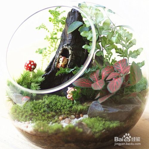微观生态瓶制作