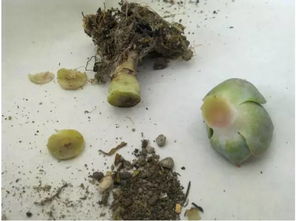 注意 多肉正在向你求救,再不管,它就没命了