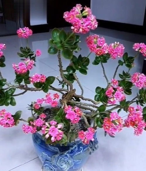 高手养花 长寿花 天竺葵变成 大花树 ,能长1米高