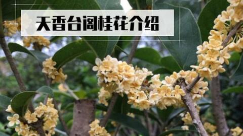 九里香怎么移栽种植