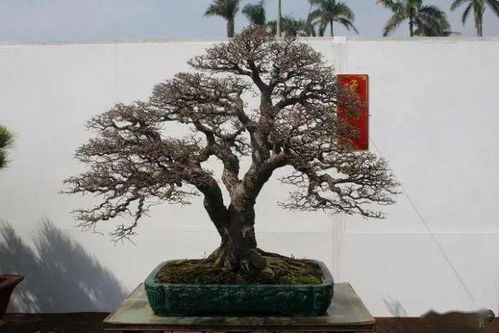 中国盆景,终极目的就是追求 雅