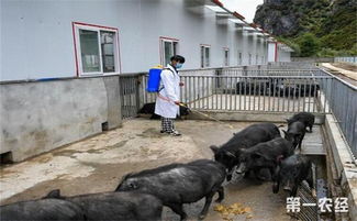猪圈消毒时要注意什么 猪圈消毒注意事项