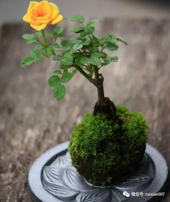 花中皇后,月季盆景