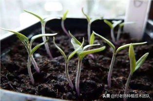 遇到高温怎么办 铁三角 网上教种菜连老外都来学