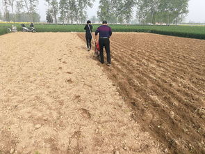沙土壤土黏土各适合种植什么植物