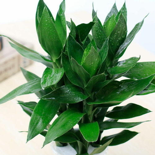 观音竹富贵竹水养玻璃花瓶水培荷花盆栽植物室内客厅绿植花卉四季