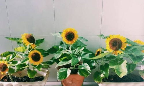 向日葵盆栽,该怎么养护 做到 4点 ,花朵硕大金灿灿
