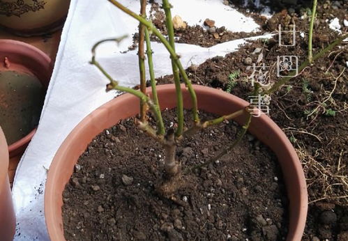 花市买的茉莉花,从选购到过冬都做到位,年年花叶旺,长成老桩