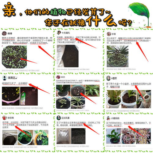 营养土通用种花种菜批发花肥料盆栽养花松针多肉君子兰兰花专用土