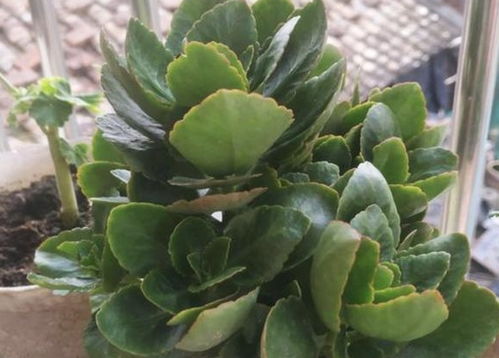 立秋后,长寿花 蟹爪兰生长变快, 2种料 撒盆底,不再缺肥 花卉