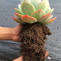 多肉养护三阶段,从上盆到漂亮的秘诀