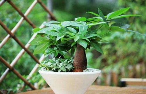 发财树长得瘦弱 叶子枯黄,用2种方法,就能长得枝叶繁茂