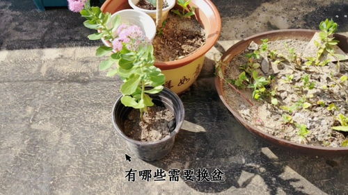网上买了三十斤营养土,给八宝景天和藿香加点土,给太阳花换个盆