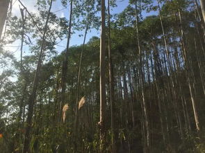澳大利亚森林大火,给广西桉树带来的启示