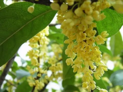 北方盆栽桂花什么时候出屋