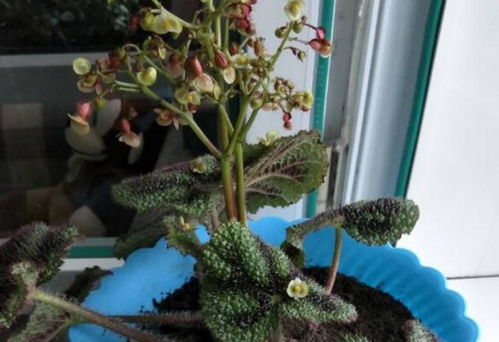 花浇水太多了积水了怎么补救好
