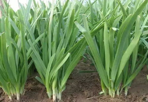 韭菜 施什么肥越长越粗 3种肥料作用大,1个也不能少