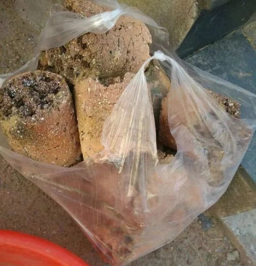 还买腐叶土 泥炭土 比不上 一窝煤 ,养花不烂根,易爆盆