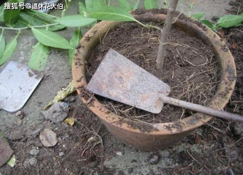8月想给花草盆栽换土,怕自己应付不来 就先学习下这3细节