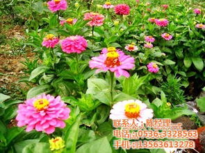 草花 鑫宇花卉 四季草花