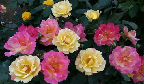 月季花什么时候施肥比较好,需要注意什么