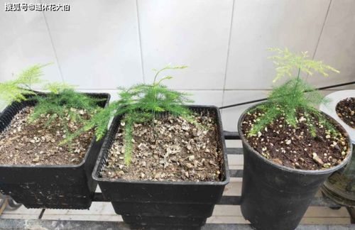 养花怕土结块,根无法呼吸 从这3方面下手,驾驭好不烂根黄叶
