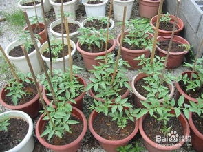 自制种植植物的营养土