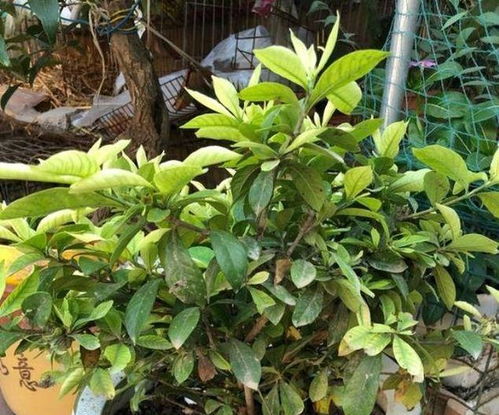 选购栀子花,里面猫腻大认清2点不受骗,一年能开好几茬