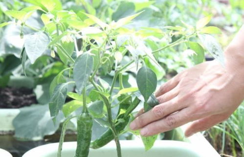 阳台栽花又种菜,夏季养上几盆辣椒,养护得当,果子又大又漂亮