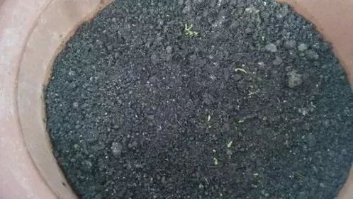 发财树玉树烂根,1招解决,2周冒新叶,1个月爆盆
