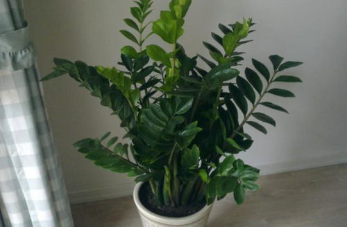 家里养花有讲究,这3种绿植好养又吉祥