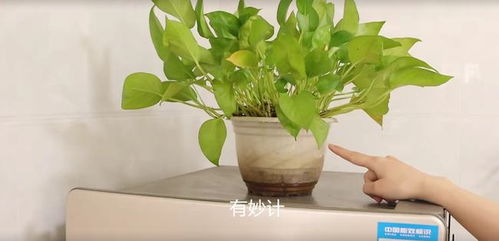 不管家里有没有钱,冰箱上最好别放4样东西,有的别忘了挪走