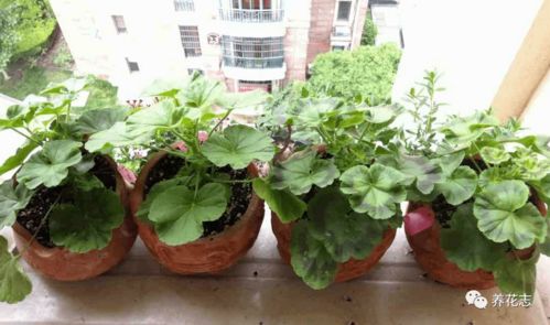 植物换盆有讲究 记住3个窍门,新手操作无需多担忧