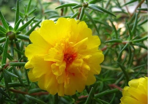 花期超长的花卉,开春养一盆能观赏一年