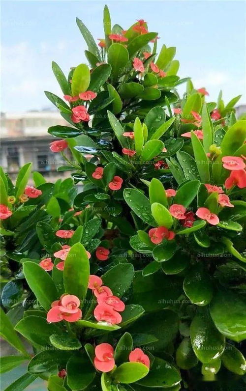 12种花最适合懒人种了,快试试吧