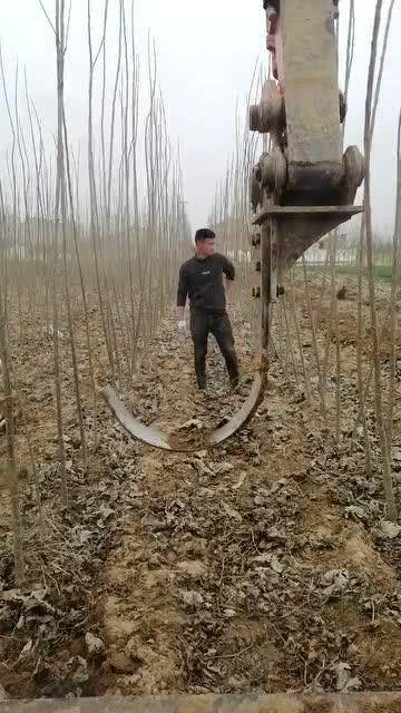 解锁挖机使用新方式,农田里当作收割机挖掘树苗,事倍功半应该投入量产