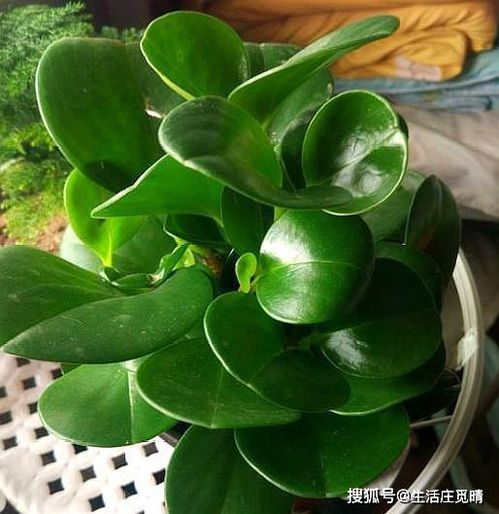 新手养花,首选这 6种 ,从 小白 到 高手 就这么简单