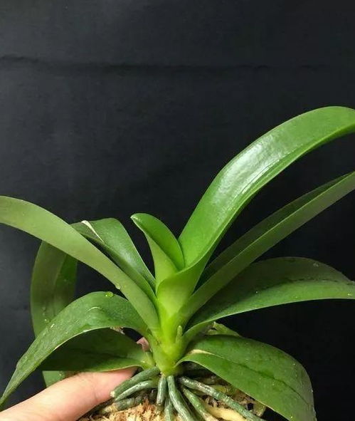 养蝴蝶兰用土会烂根,改用3种植料,花开一大片,一次几十朵 树皮