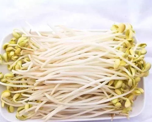 自己在家就能发豆芽,健康又新鲜,发一次豆芽够全家人吃