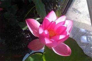碗莲可以放室内吗
