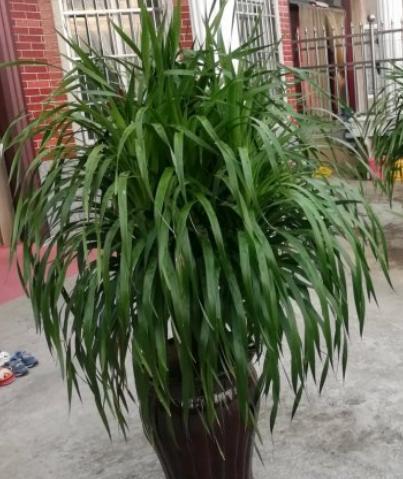 须树正确换盆缓苗的方法,换完叶片不打蔫,植株更精神