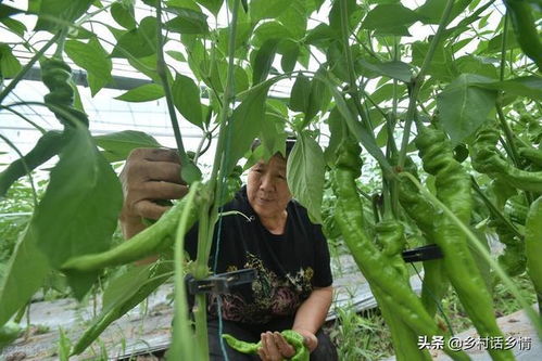 这样管理黄瓜 西红柿和辣椒,叶子翠绿不长斑,病虫害也少见