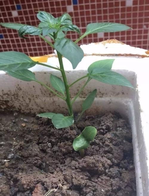 阳台种辣椒,掌握3个 技巧 ,开花多结果多,一棵采摘3斤
