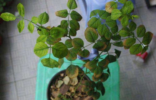 月季什么时候施肥 施什么肥 读完这篇教程,花开不断,摆脱肥害