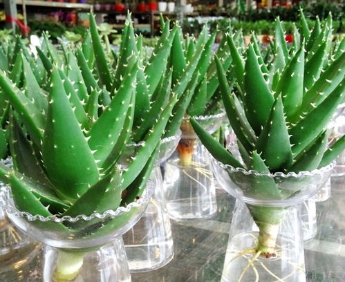 想把芦荟养开花 这10个细节你做到了吗